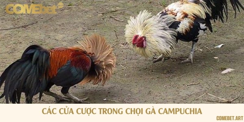 3 cửa cược cơ bản trong chọi gà Campuchia