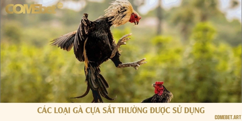 2 lựa cựa sắt phổ biến được sử dụng rộng rãi trong đá gà