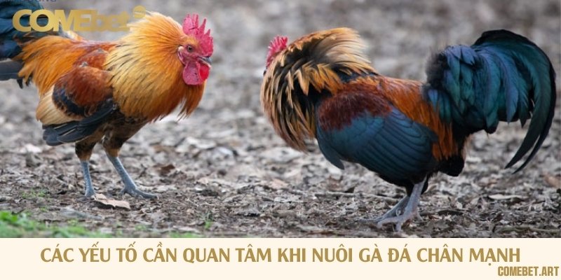 Yếu tố quan trọng cần quan tâm khi thực hiện quá trình nuôi gà chọi chân mạnh