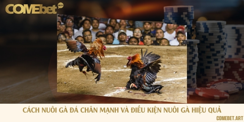 Cách nuôi gà đá chân mạnh và điều kiện nuôi gà hiệu quả