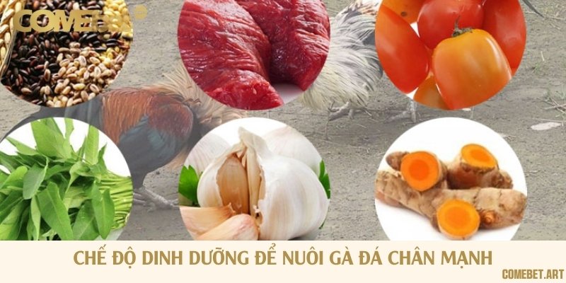 Đảm bảo chế độ dinh dưỡng hợp lý khi nuôi gà đá chân mạnh
