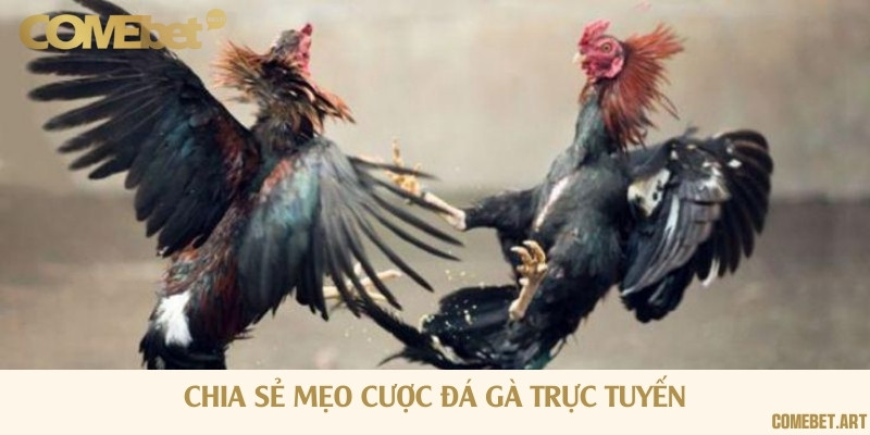 Mẹo đặt cược đá gà trực tuyến luôn luôn thắng