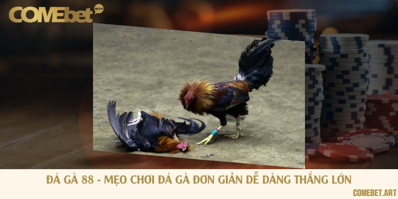 Đá gà 88 - Mẹo chơi đá gà đơn giản dễ dàng thắng lớn
