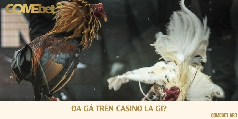 Đá gà trên nền tảng casino là gì?