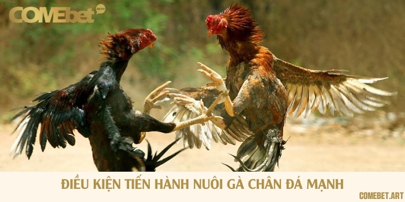 Điều kiện nhiệt độ thích hợp để nuôi gà đá chân mạnh là 25-30 độ C