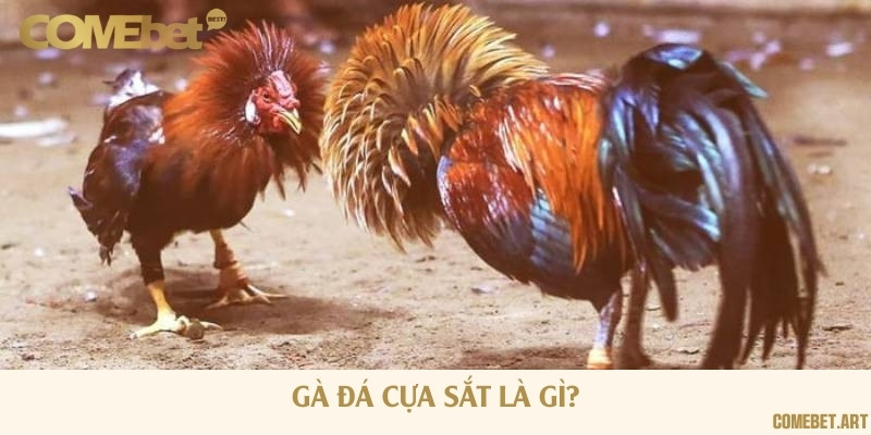 Chọi gà cựa sắt là trận đấu mà các chiến kê được gắn thêm cựa sắt vào chân
