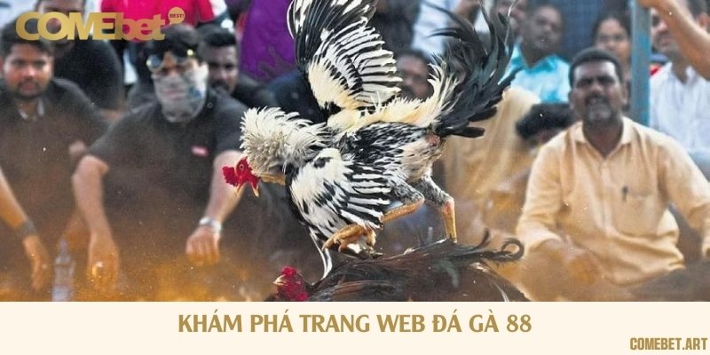 Đá gà 88 là nền tảng đặt cược chọi gà trực tuyến có độ uy tín tốt nhất hiện nay