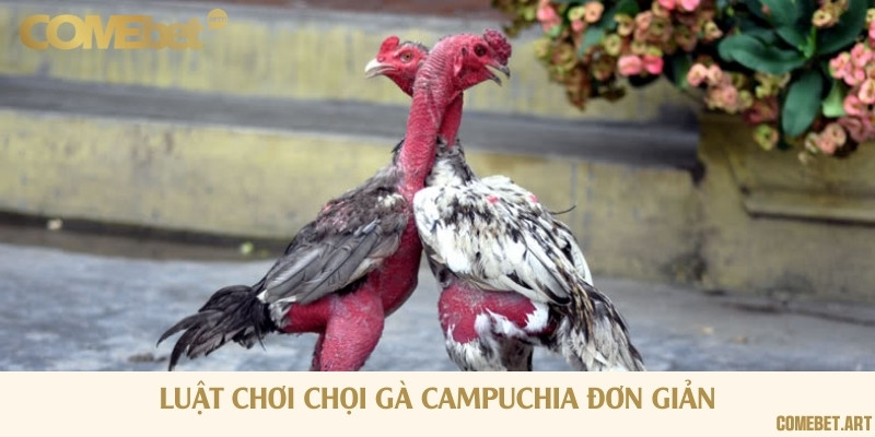 Luật chơi đá gà và hướng dẫn đặt cược trực tuyến