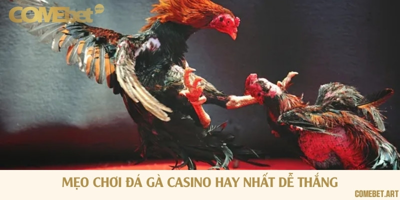 Mẹo chơi đá gà cực kỳ đơn giản và dễ dàng chiến thắng