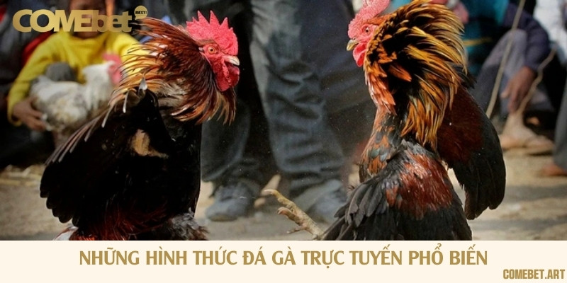 Tổng hợp những hình thức thường gặp đá gà