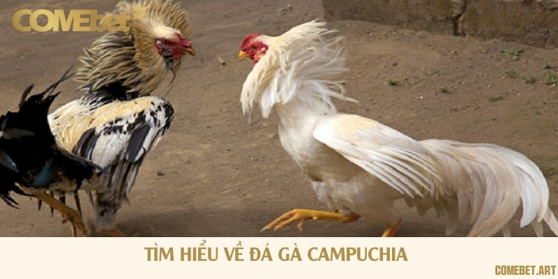 Hình thức đá gà Campuchia chuyên nghiệp